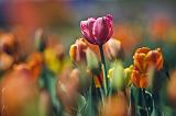 Red Tulip Among Orange_48059